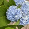 Nikko Blue Hydrangea Live Plant – 3.5 in Pot, 6-14 in Height – Deciduous Shrub - Image 1