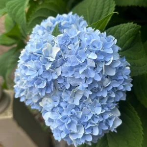 Nikko Blue Hydrangea Live Plant – 3.5 in Pot, 6-14 in Height – Deciduous Shrub - Image 2