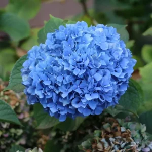 Nikko Blue Hydrangea Live Plant – Shrub, Quart Pot (6-10") – Outdoor - Image 1