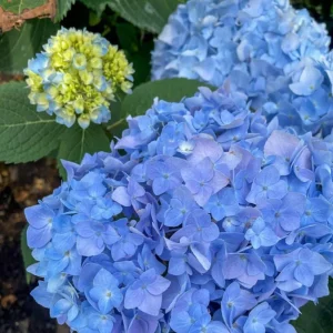 Nikko Blue Hydrangea Live Plant – Shrub, Quart Pot (6-10