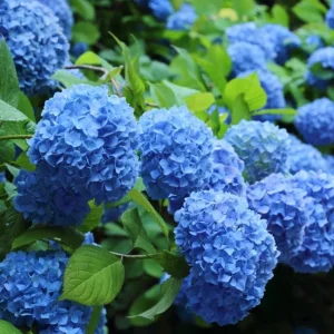 Nikko Blue Hydrangea Live Plant – Shrub, Quart Pot (6-10