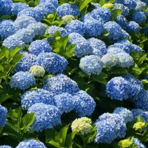 Nikko Blue Hydrangea Live Plant – Shrub, Quart Pot (6-10