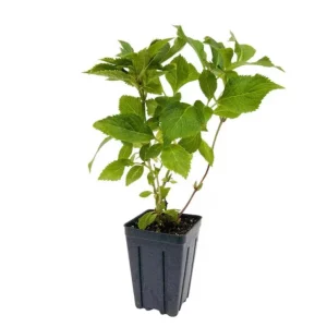 Nikko Blue Hydrangea Live Plant – Shrub, Quart Pot (6-10