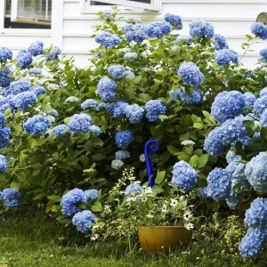 Nikko Blue Hydrangea Live Plant – Shrub, Quart Pot (6-10