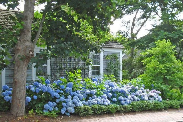 Nikko Blue Hydrangea Rooted Cuttings - 2 Pack, 12-24in Tall, Outdoor Shrub - Image 2