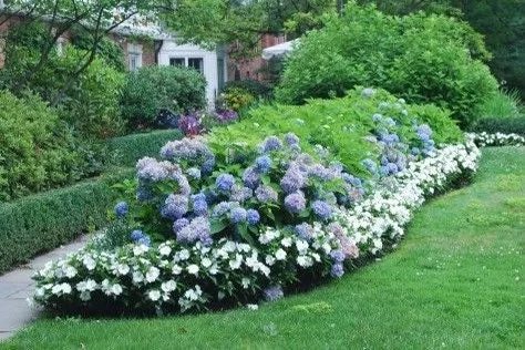 Nikko Blue Hydrangea Rooted Cuttings - 2 Pack, 12-24in Tall, Outdoor Shrub - Image 3