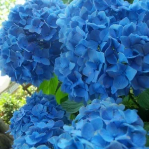 Nikko Blue Hydrangea Rooted Cuttings - 2 Pack, 12-24in Tall, Outdoor Shrub - Image 1
