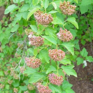 Ninebark Live Plant - Physocarpus opulifolius - 12-18 Inches Tall Bare Root Shrub - Image 4