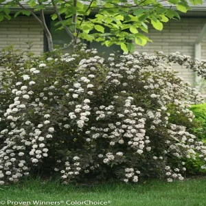 Ninebark Physocarpus opulifolius Live Plant - Bare Root Shrubs - 12-18 Inches Tall - Set of 2 - Image 1