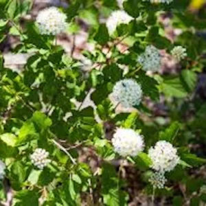 Ninebark Plant Live Shrub – Physocarpus opulifolius – 12-24in Tall – Hardy Deciduous Outdoor - Image 3