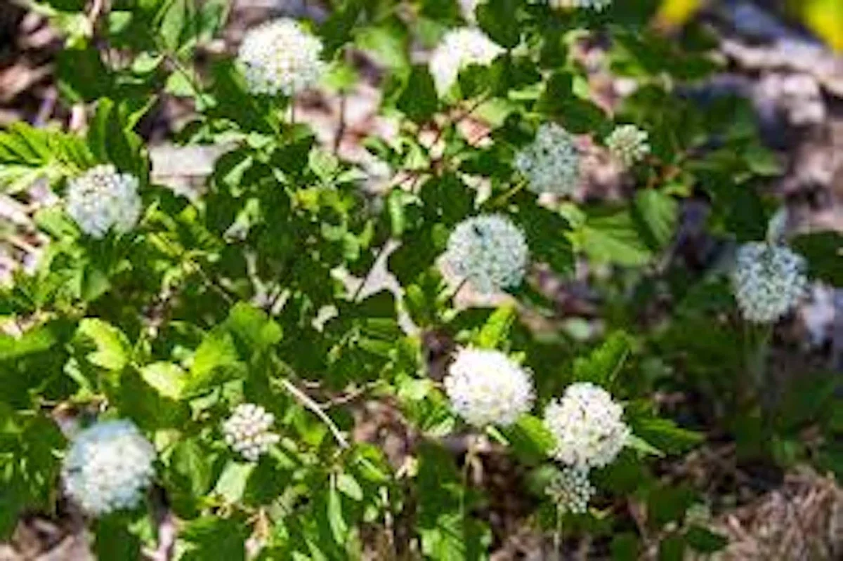 Ninebark Plant Live Shrub – Physocarpus opulifolius – 12-24in Tall – Hardy Deciduous Outdoor - Image 3