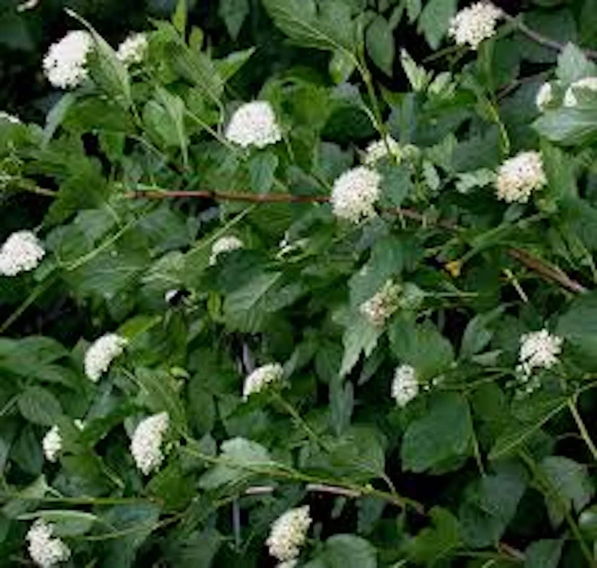 Ninebark Plant Live Shrub – Physocarpus opulifolius – 12-24in Tall – Hardy Deciduous Outdoor - Image 4
