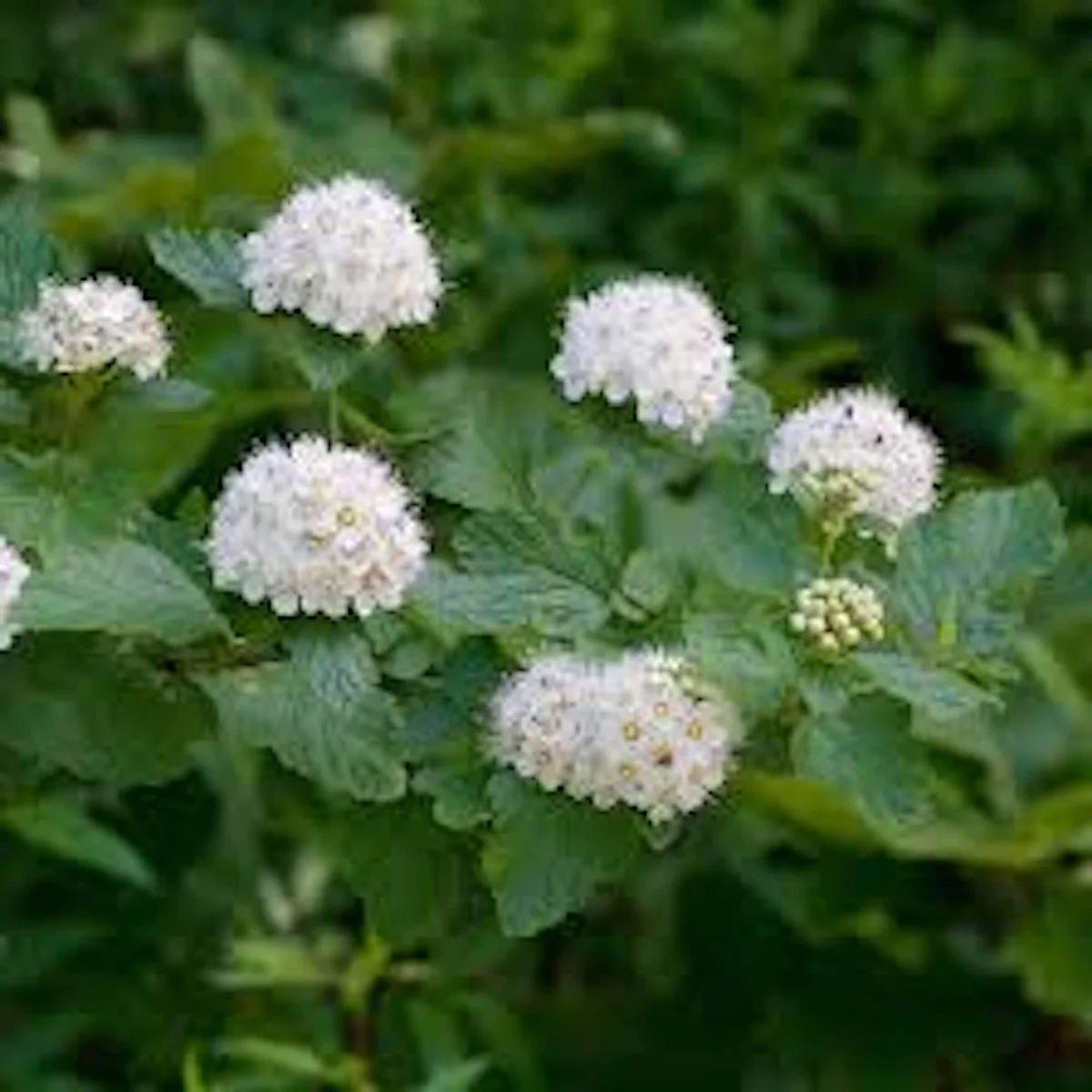Ninebark Plant Live Shrub – Physocarpus opulifolius – 12-24in Tall – Hardy Deciduous Outdoor - Image 1