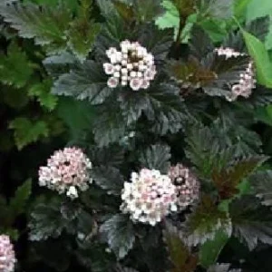 Ninebark Shrub Live Plant - Summer Wine® - Showy Flowers - Hardy - 5-6 ft - Image 2