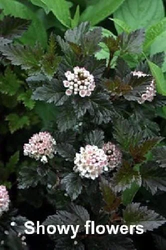 Ninebark Shrub Live Plant - Summer Wine® - Showy Flowers - Hardy - 5-6 ft - Image 2