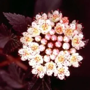 Ninebark Shrub Live Plant - Summer Wine® - Showy Flowers - Hardy - 5-6 ft - Image 3