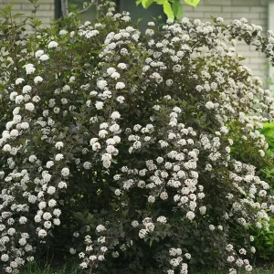 Ninebark Shrub Live Plant - Summer Wine® - Showy Flowers - Hardy - 5-6 ft - Image 1