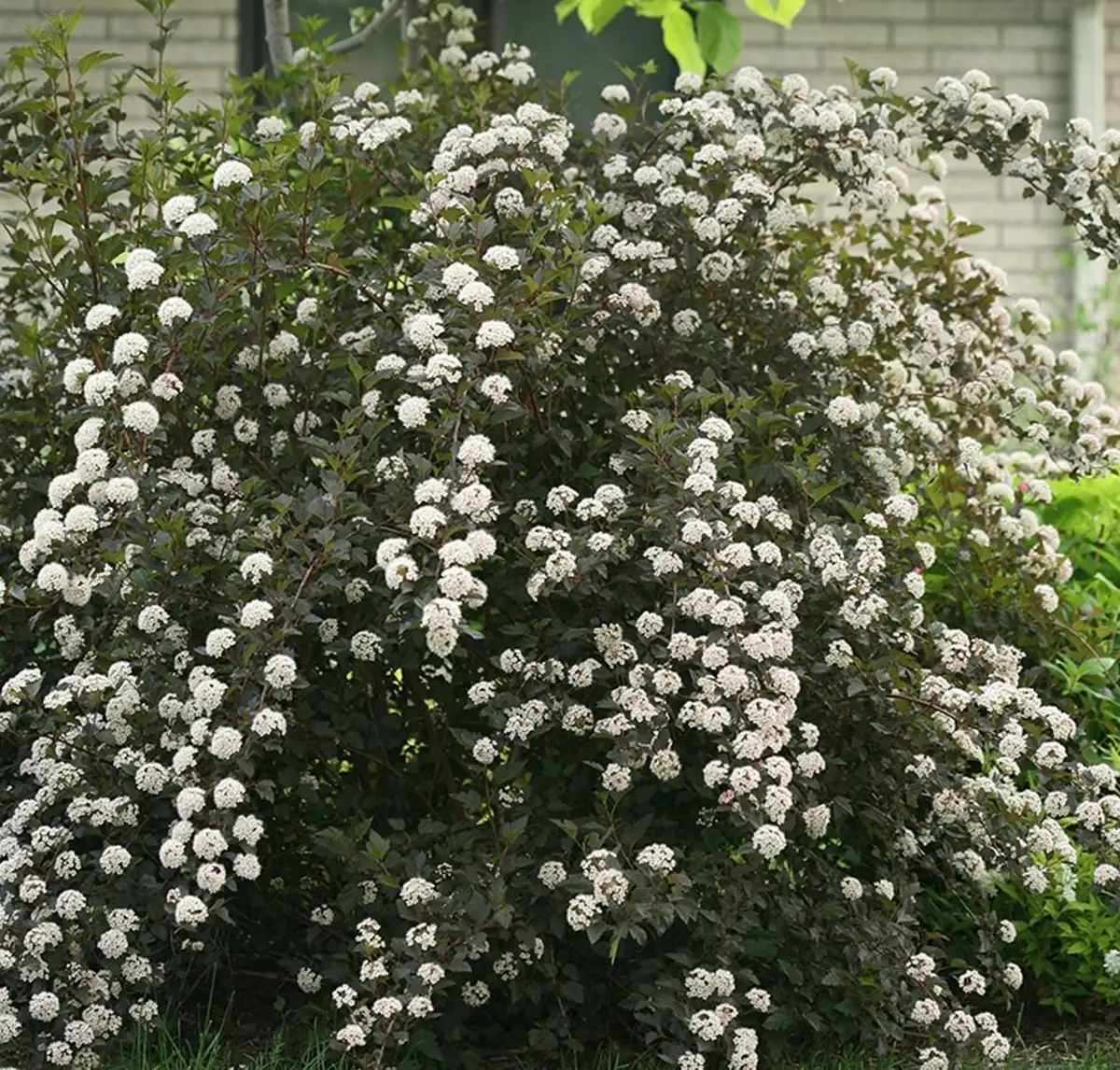 Ninebark Shrub Live Plant - Summer Wine® - Showy Flowers - Hardy - 5-6 ft - Image 1