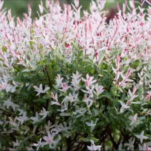 Nishiki Dappled Willow Live Plant – 1 Gallon Pot – 2-3 ft Tall – Outdoor Shrub - Image 1