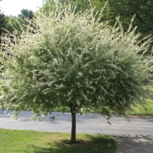 Nishiki Dappled Willow Live Plant - 2.5 inch Pot - Outdoor Shrub - Image 2