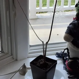 Nishiki Willow Live Plant – Quart Pot – Fast-Growing Variegated Shrub – Outdoor - Image 6