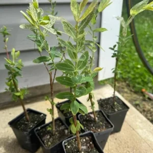 Nishiki Willow Live Plant – Quart Pot – Fast-Growing Variegated Shrub – Outdoor - Image 7