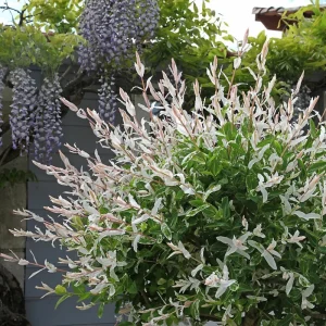 Nishiki Willow Live Plant – Salix integra 'Hakuro Nishiki' – 2.5" Pot – Outdoor Shrub - Image 2