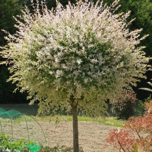 Nishiki Willow Live Plant – Salix integra 'Hakuro Nishiki' – 2.5