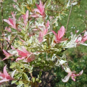 Nishiki Willow Live Plant – Salix integra 'Hakuro Nishiki' – 2.5