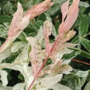 Nishiki Willow Live Plant – Salix integra 'Hakuro Nishiki' – 2.5