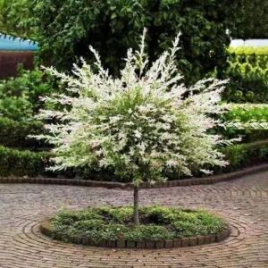 Nishiki Willow Live Plant – Salix integra 'Hakuro Nishiki' – 2.5" Pot – Outdoor Shrub - Image 1