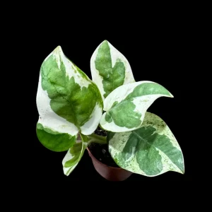 N'joy Pothos Live Plant – 1.5 inch Pot – Low Light Indoor Houseplant - Image 1