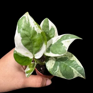 N'joy Pothos Live Plant – 1.5 inch Pot – Low Light Indoor Houseplant - Image 4