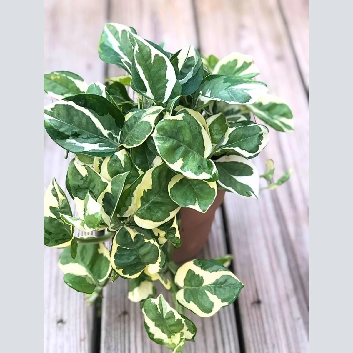 N'Joy Pothos Live Plant – 4 inch Nursery Pot – Variegated Indoor Houseplant - Image 2