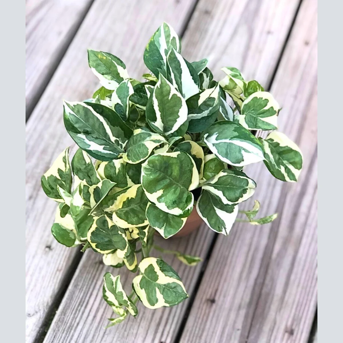 N'Joy Pothos Live Plant – 4 inch Nursery Pot – Variegated Indoor Houseplant - Image 3