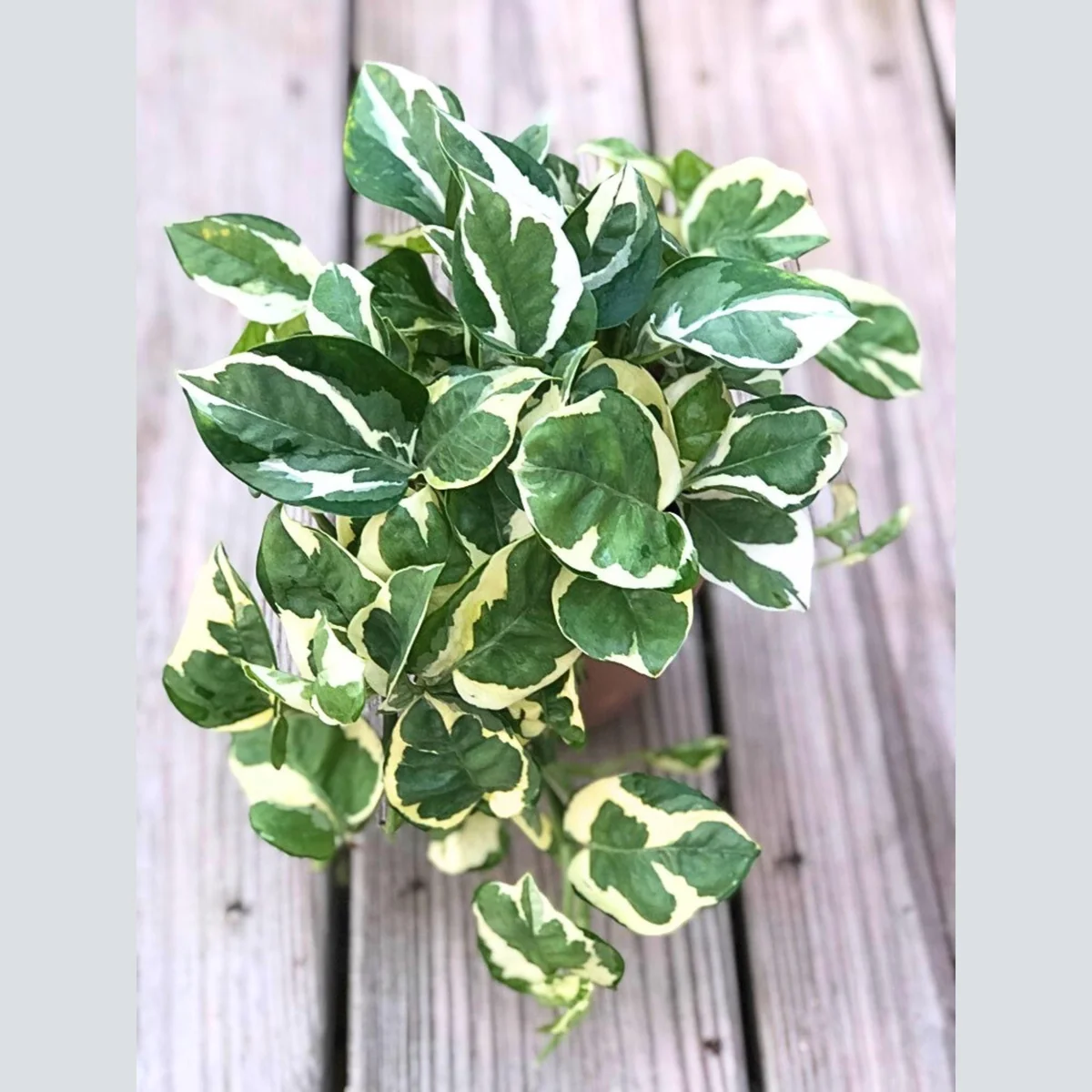 N'Joy Pothos Live Plant – 4 inch Nursery Pot – Variegated Indoor Houseplant - Image 4