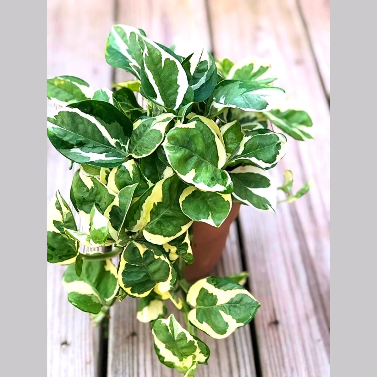 N'Joy Pothos Live Plant – 4 inch Nursery Pot – Variegated Indoor Houseplant - Image 1