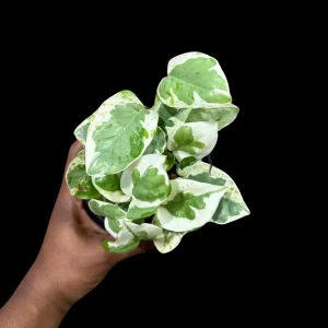 N'Joy Pothos Live Plant - 4" Pot, White Variegated Indoor Houseplant - Image 2