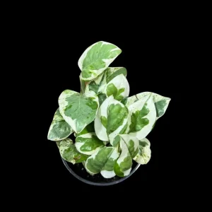 N'Joy Pothos Live Plant - 4" Pot, White Variegated Indoor Houseplant - Image 1