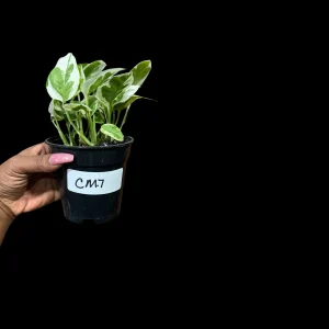 N'Joy Pothos Live Plant - 4