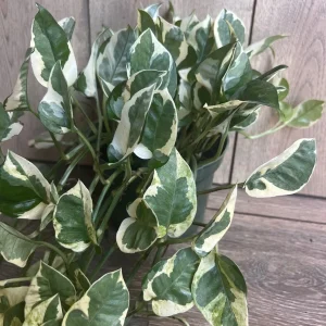 N'Joy Pothos Live Plant, 6 inch Pot - Epipremnum Aureum Indoor Plant - Image 2