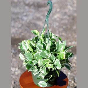 N'Joy Pothos Live Plant – 8 inch Hanging Basket – Variegated Houseplant – Low Light Indoor Plant - Image 3