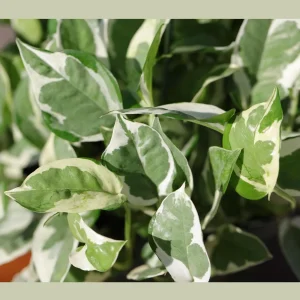 N'Joy Pothos Live Plant – 8 inch Hanging Basket – Variegated Houseplant – Low Light Indoor Plant - Image 4