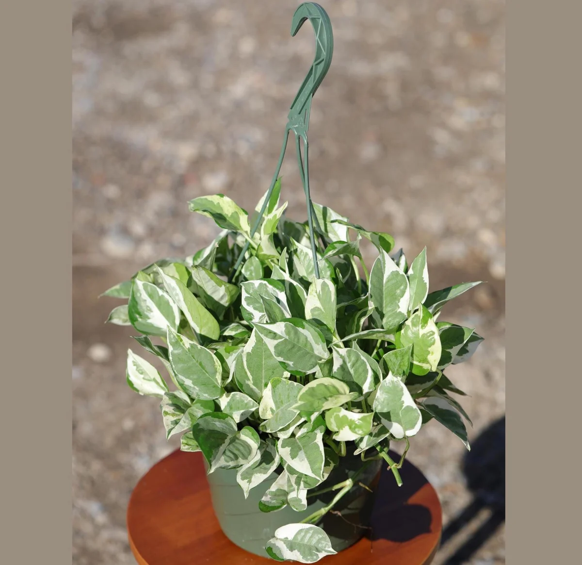 N'Joy Pothos Live Plant – 8 inch Hanging Basket – Variegated Houseplant – Low Light Indoor Plant - Image 5