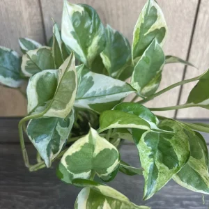 N'Joy Pothos Live Plant - Epipremnum Aureum - 4 inch Pot - Indoor - Image 1