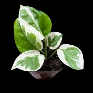 N'joy Pothos Live Plant – Epipremnum Aureum 'N'Joy' – 2 Inch Pot – Indoor Houseplant - Image 4