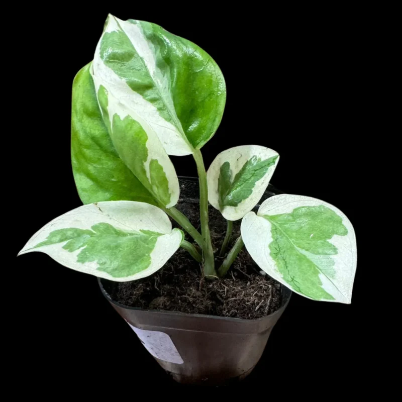 Epipremnum N'joy, 2" Plant