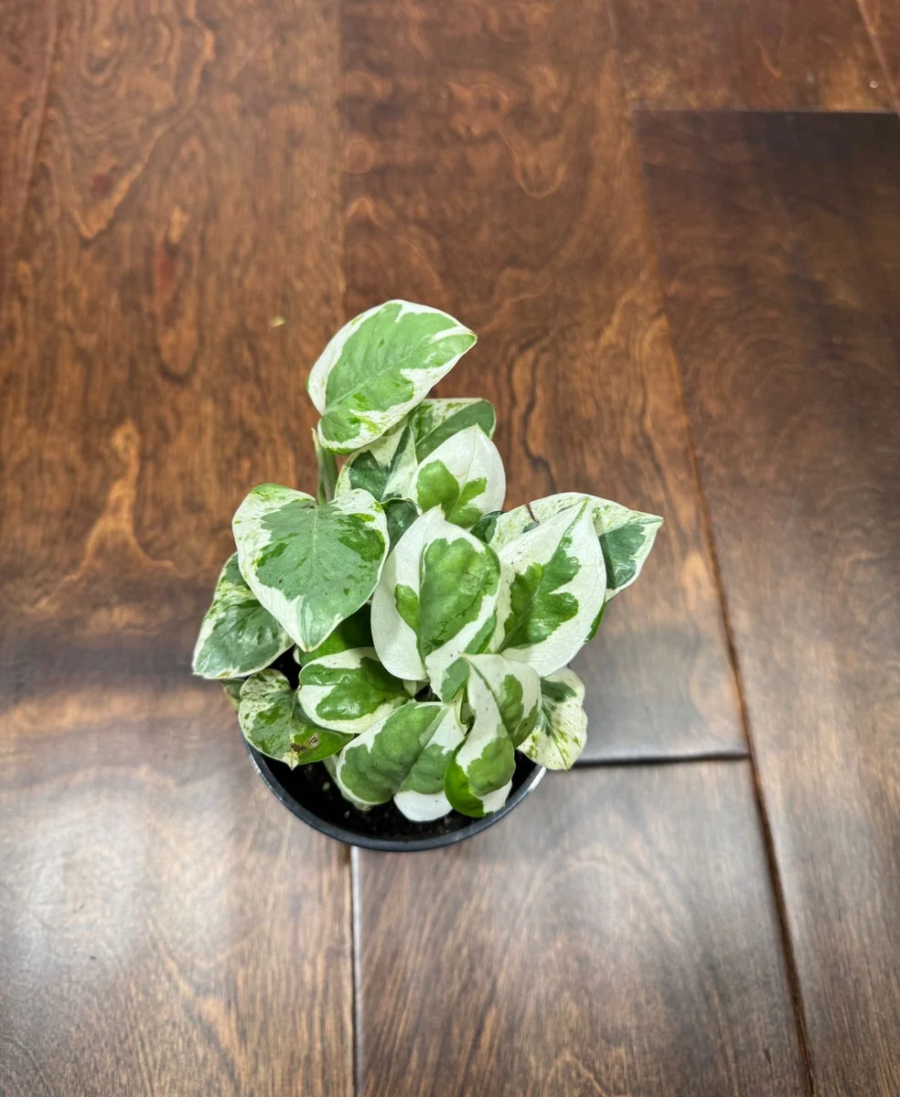 N'Joy Pothos Live Plant – White Variegated Indoor Vine – 4 inch Pot - Image 2