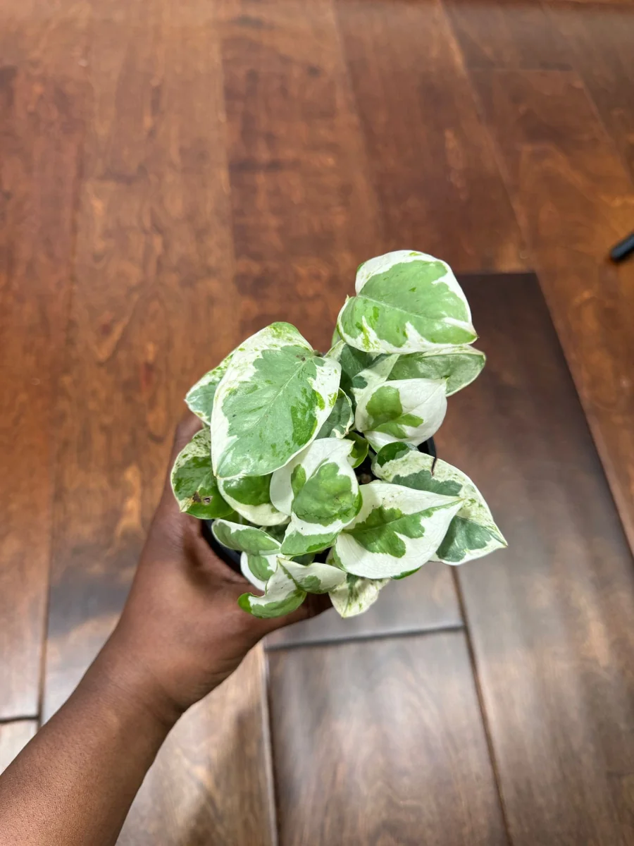N'Joy Pothos Live Plant – White Variegated Indoor Vine – 4 inch Pot - Image 4