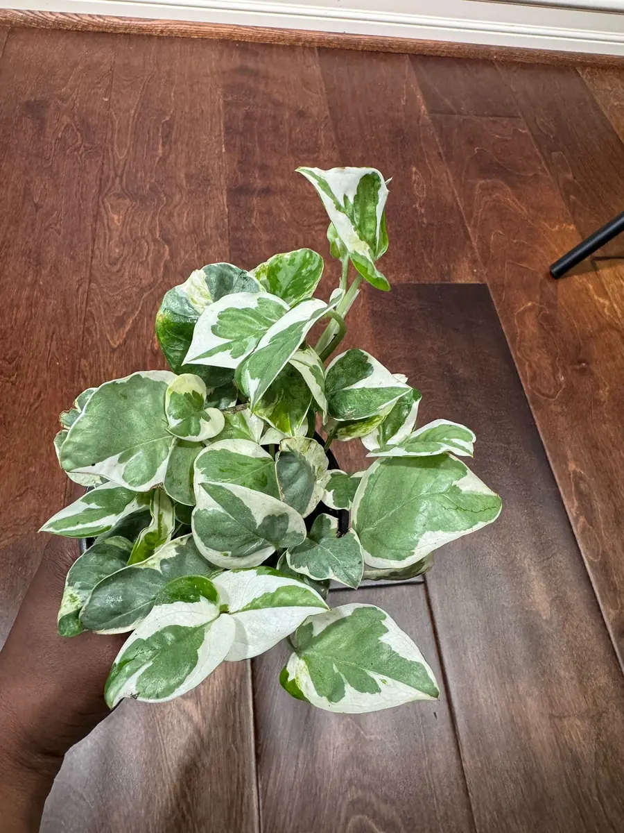 N'Joy Pothos Live Plant – White Variegated Indoor Vine – 4 inch Pot - Image 5